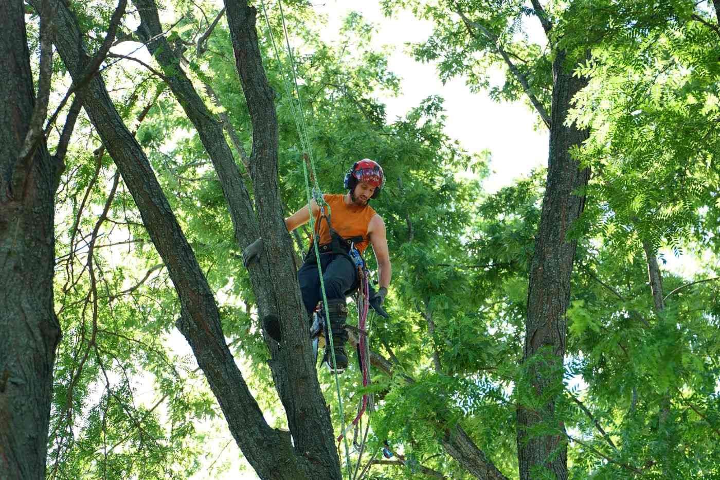 Tree trimming Rockford, IL