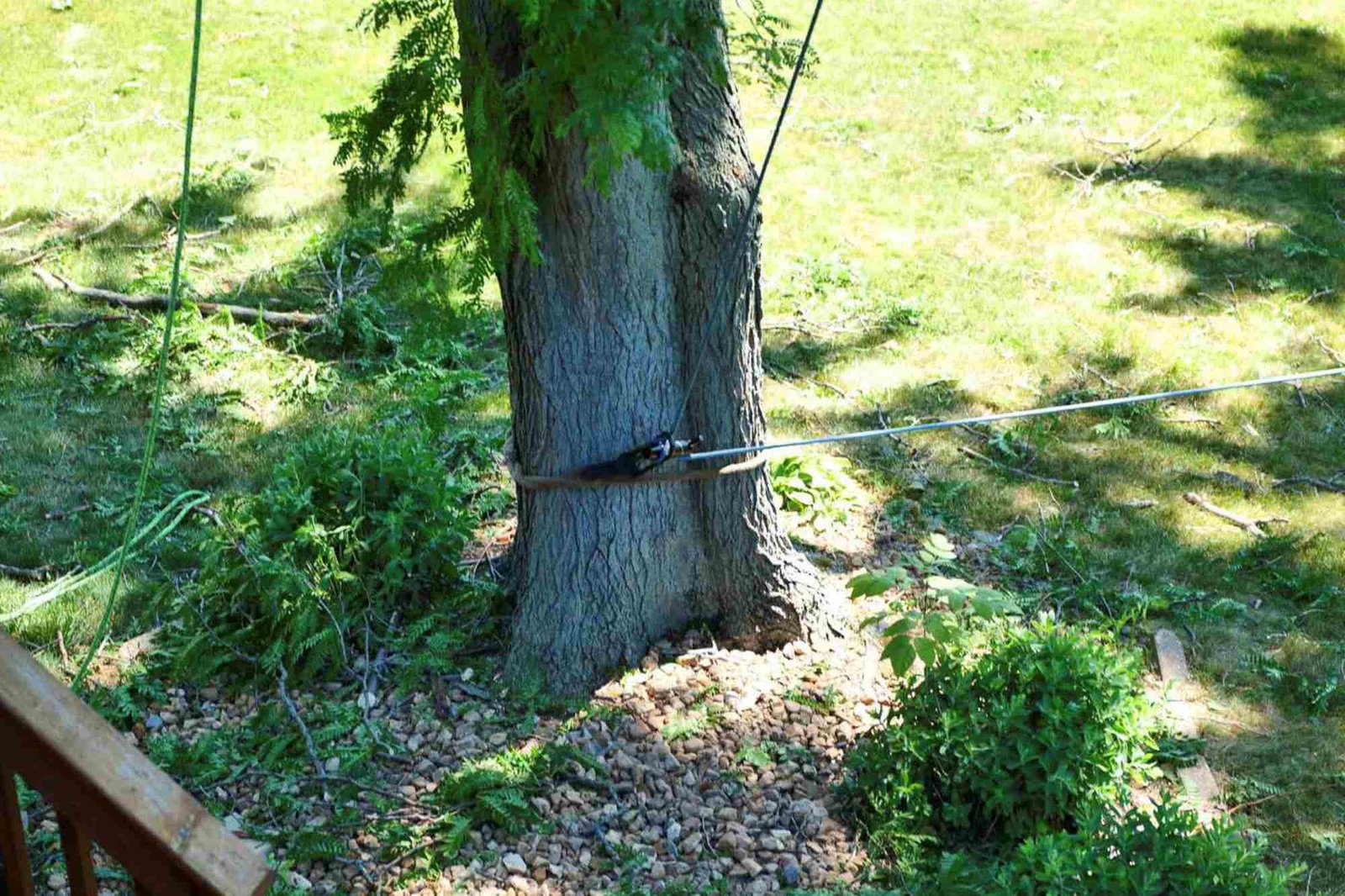 Tree care Rockford: rigging with the port-a-wrap