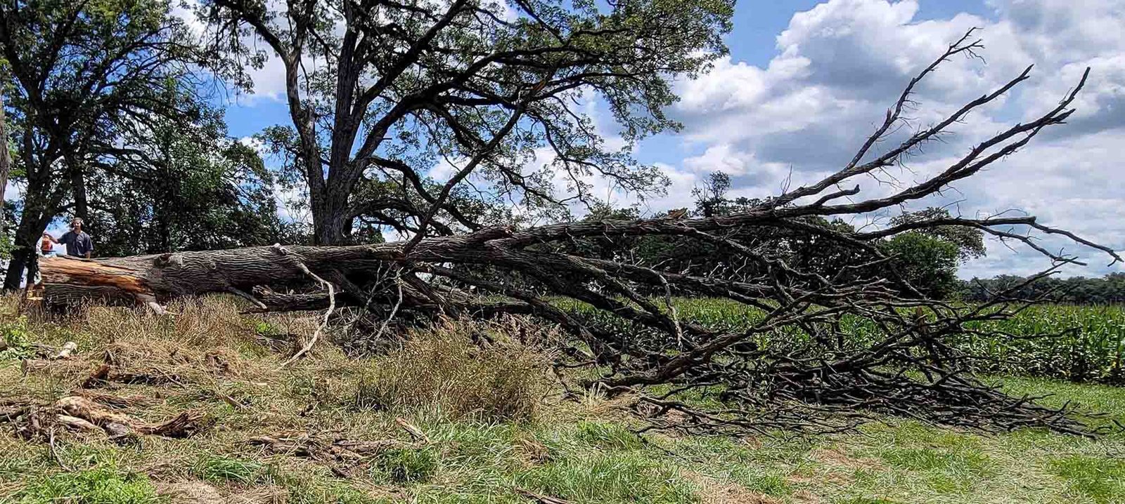 tree felling Rockford IL