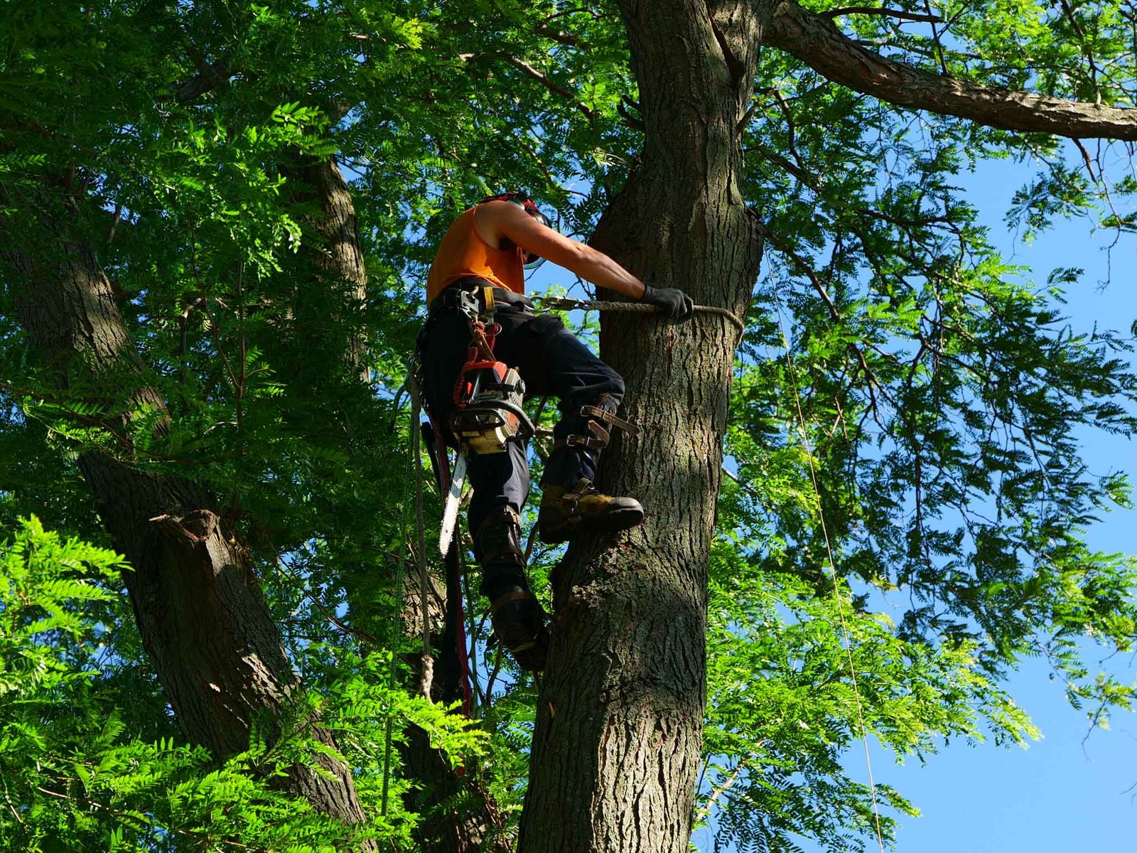 tree climbing Rockford IL